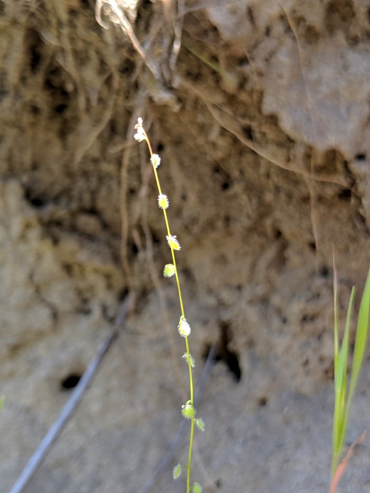 Athysanus pusillus 34552137
