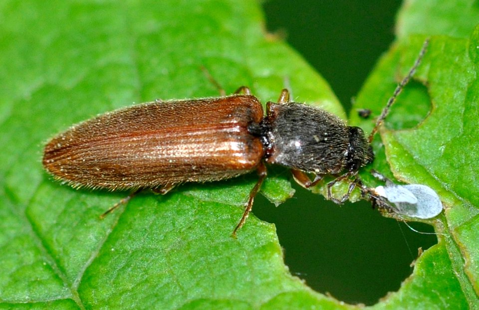 Athous-vittatus-10-fws