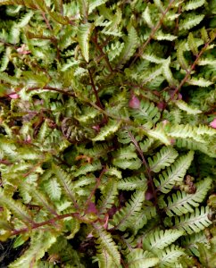 Athyrium niponicum pictum silver falls