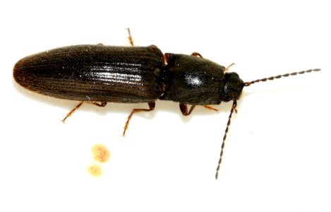 Athous-haemorrhoidalis-09-fws