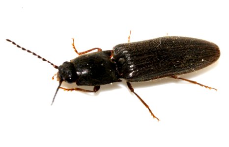 Athous-haemorrhoidalis-11-fws