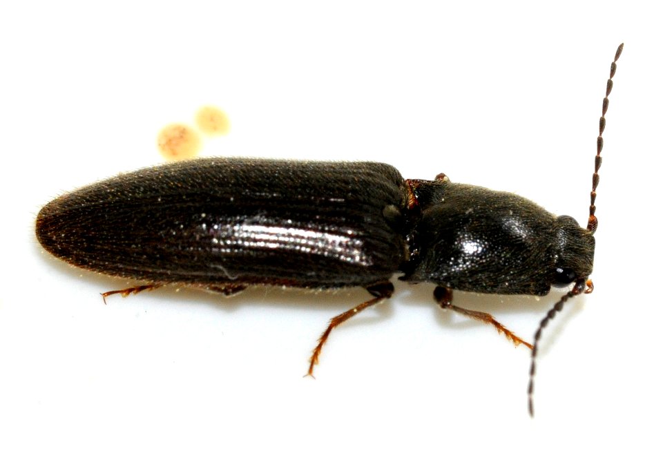 Athous-haemorrhoidalis-13-fws