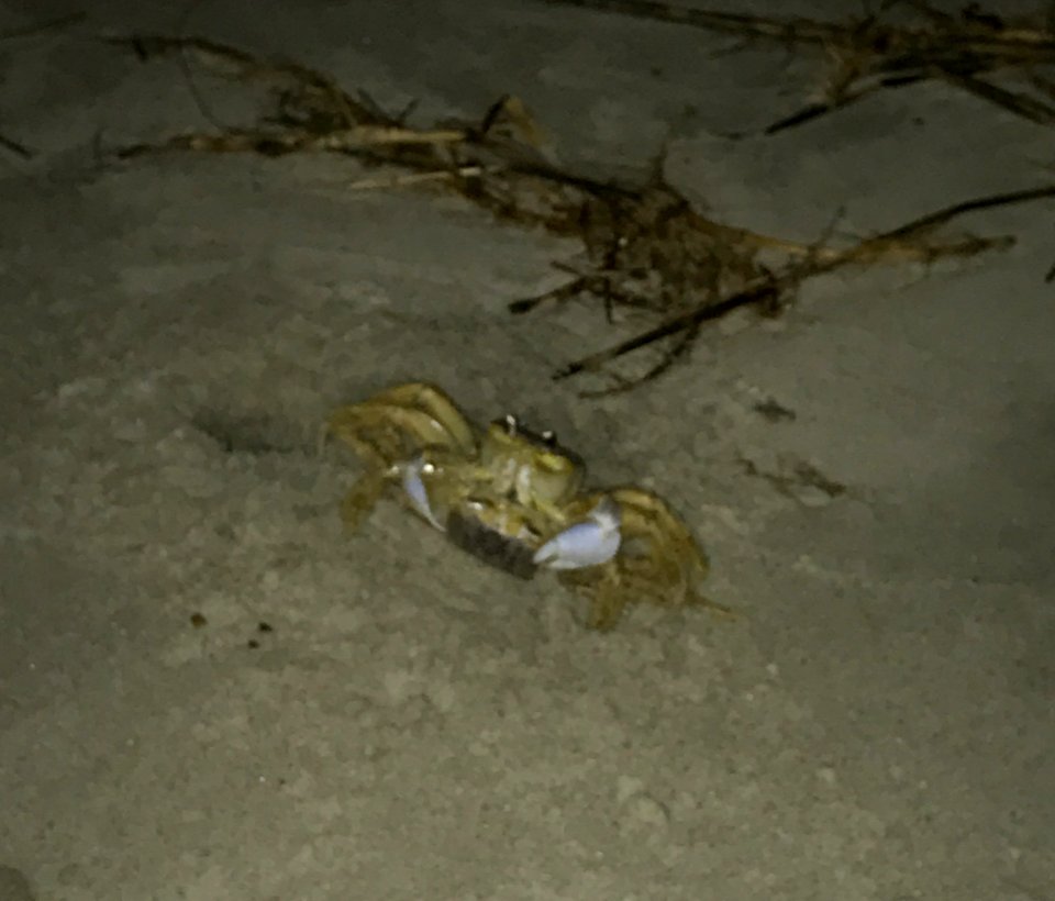 Atlantic Ghost Crabs mating
