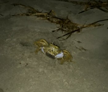 Atlantic Ghost Crabs mating
