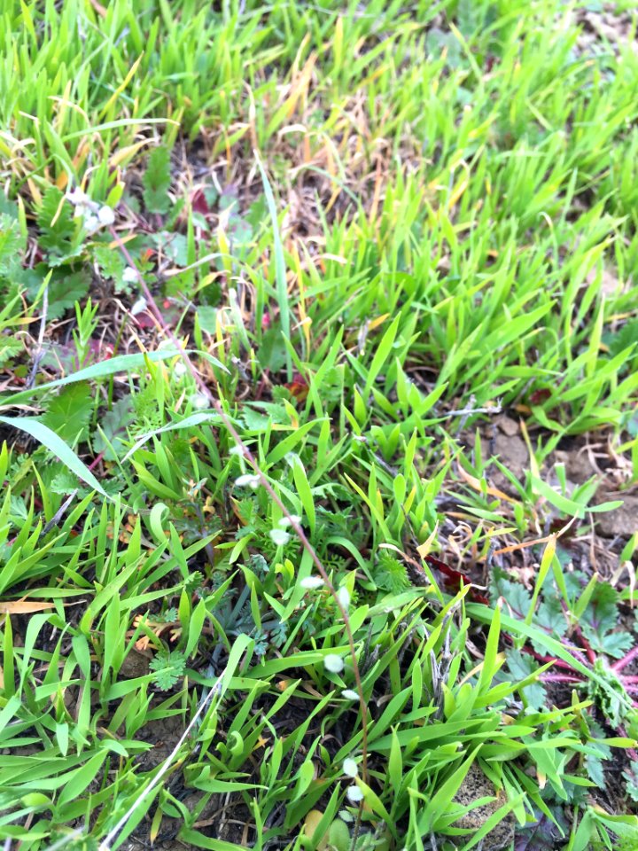 Athysanus pusillus 3078117