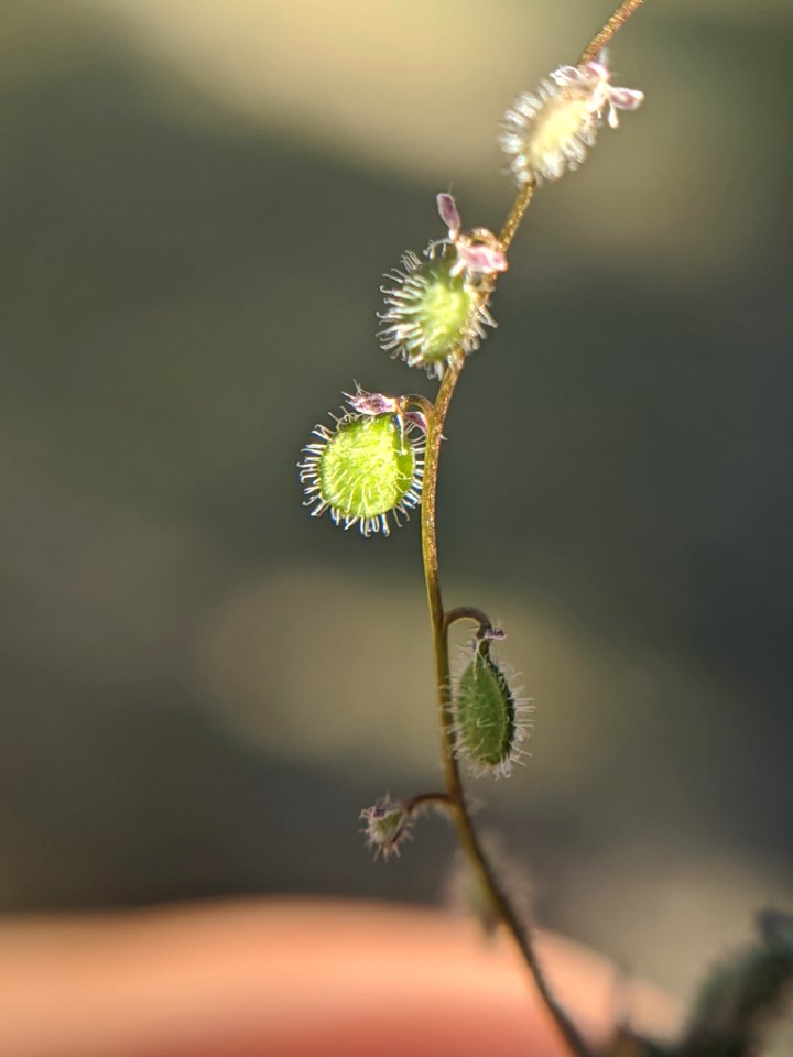 Athysanus pusillus 62349053