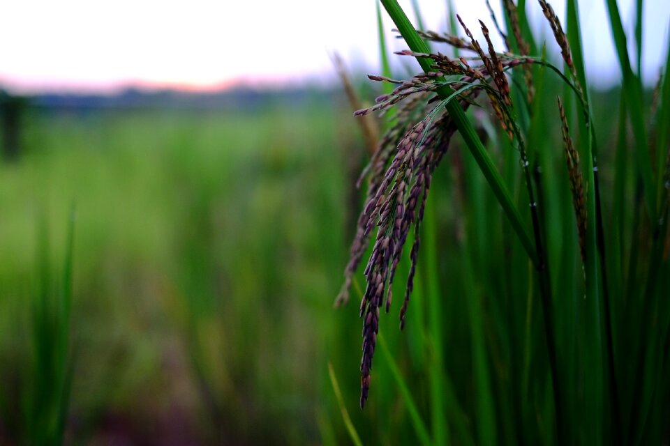 Rice food organic