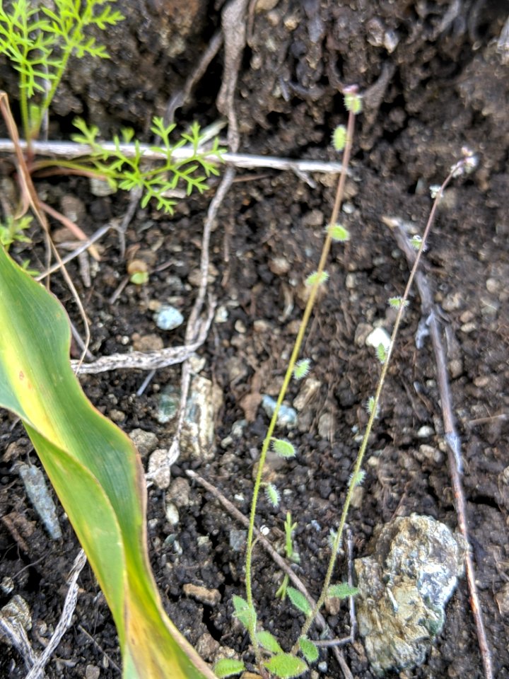 Athysanus pusillus 33773557