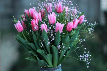 Colorful nature flowers