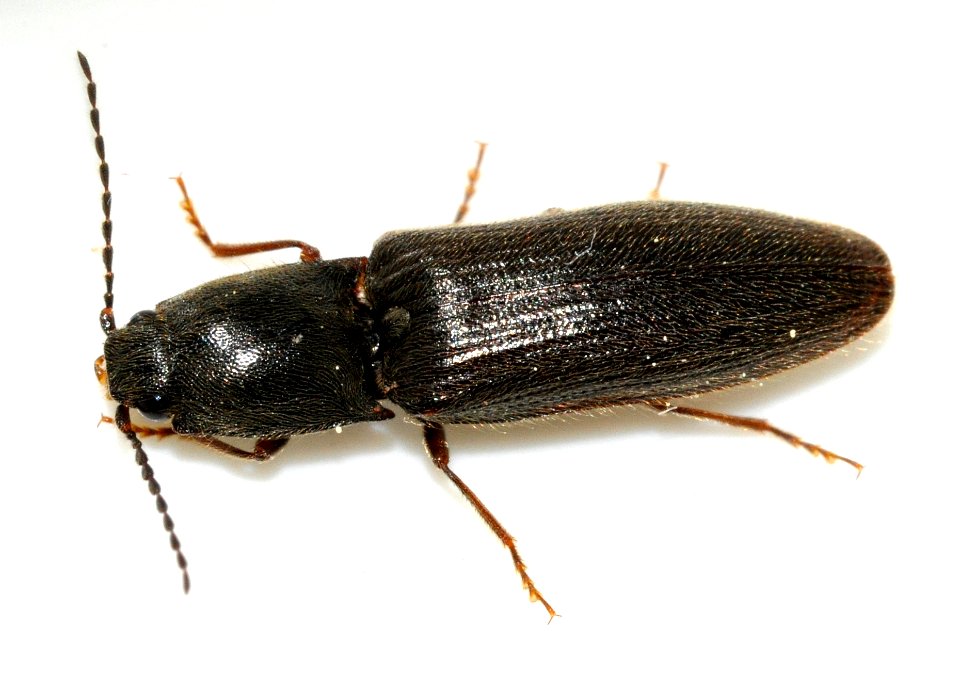 Athous-haemorrhoidalis-10-fws