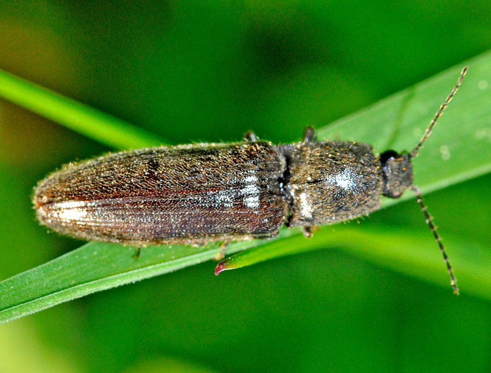 Athous-haemorrhoidalis-03-fws