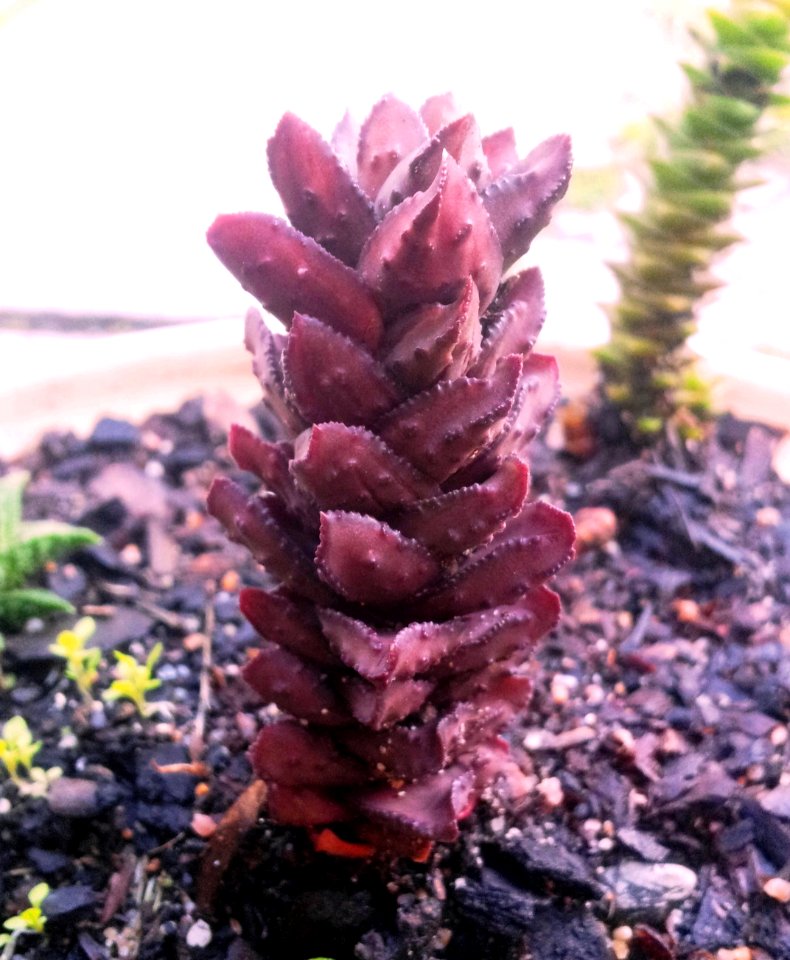 Astroloba bullulata - South African succulent