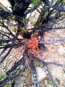 Astroloba corrugata - Montagu 5