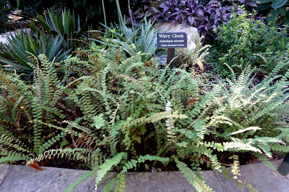 Astrolepis sinuata - Zilker Botanical Garden - Austin, Texas - DSC08855