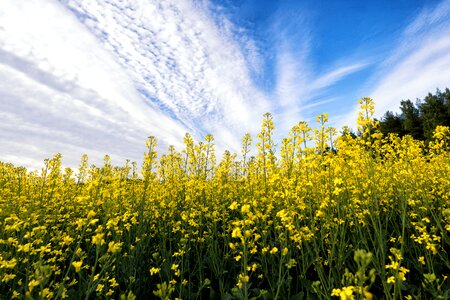 Plant nature yellow