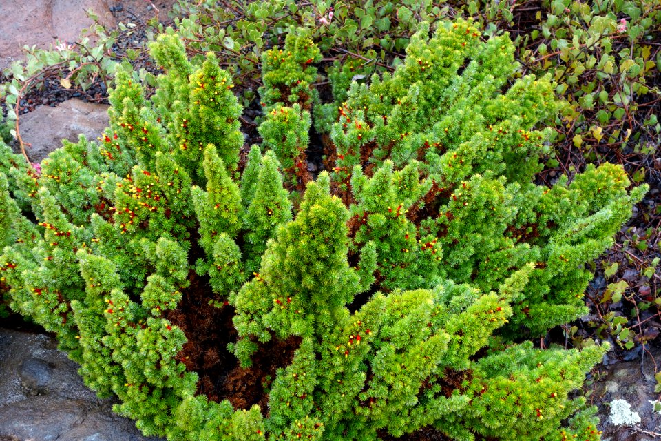 Astroloma foliosum - UC Santa Cruz Arboretum - DSC07488