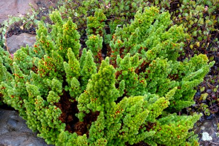 Astroloma foliosum - UC Santa Cruz Arboretum - DSC07488