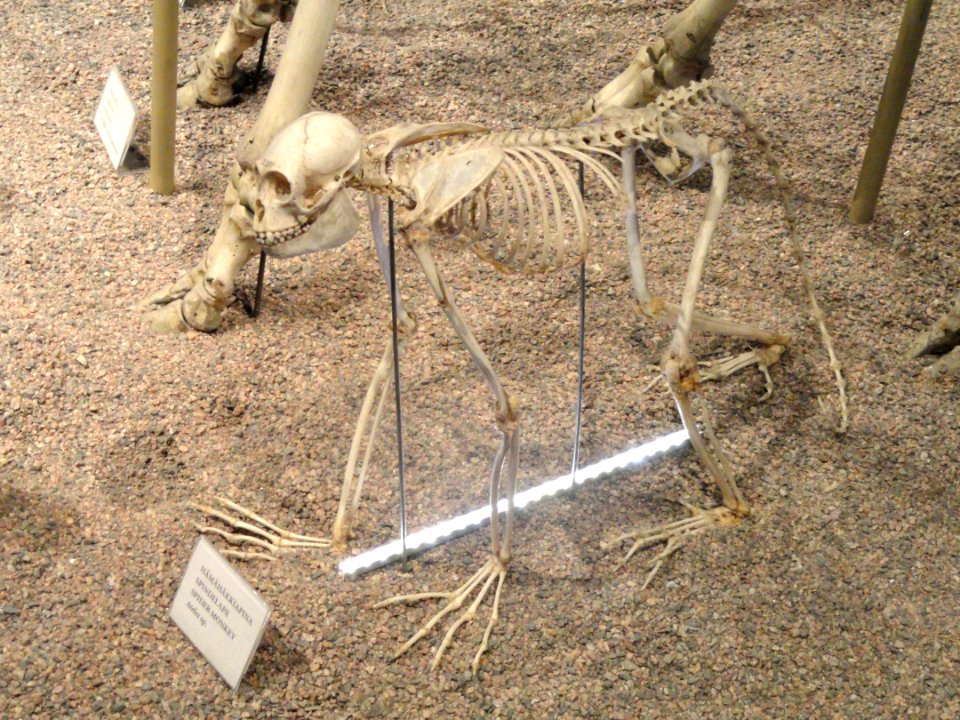 Ateles sp. skeleton - Finnish Museum of Natural History - DSC04507