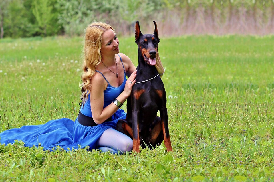 Doberman field sitting
