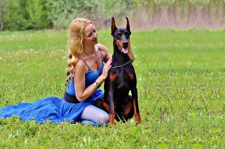 Doberman field sitting