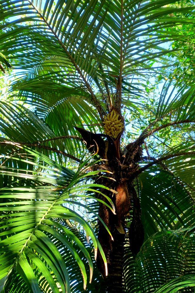 Astrocaryum mexicanum - Marie Selby Botanical Gardens - Sarasota, Florida - DSC01156