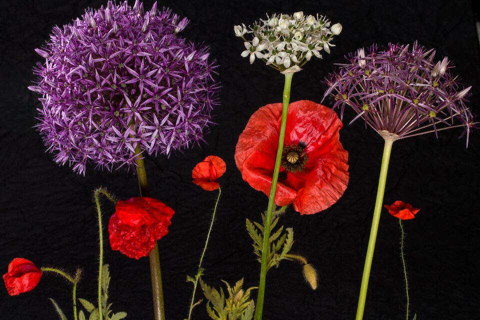 Summer flowers poppies ornamental onion