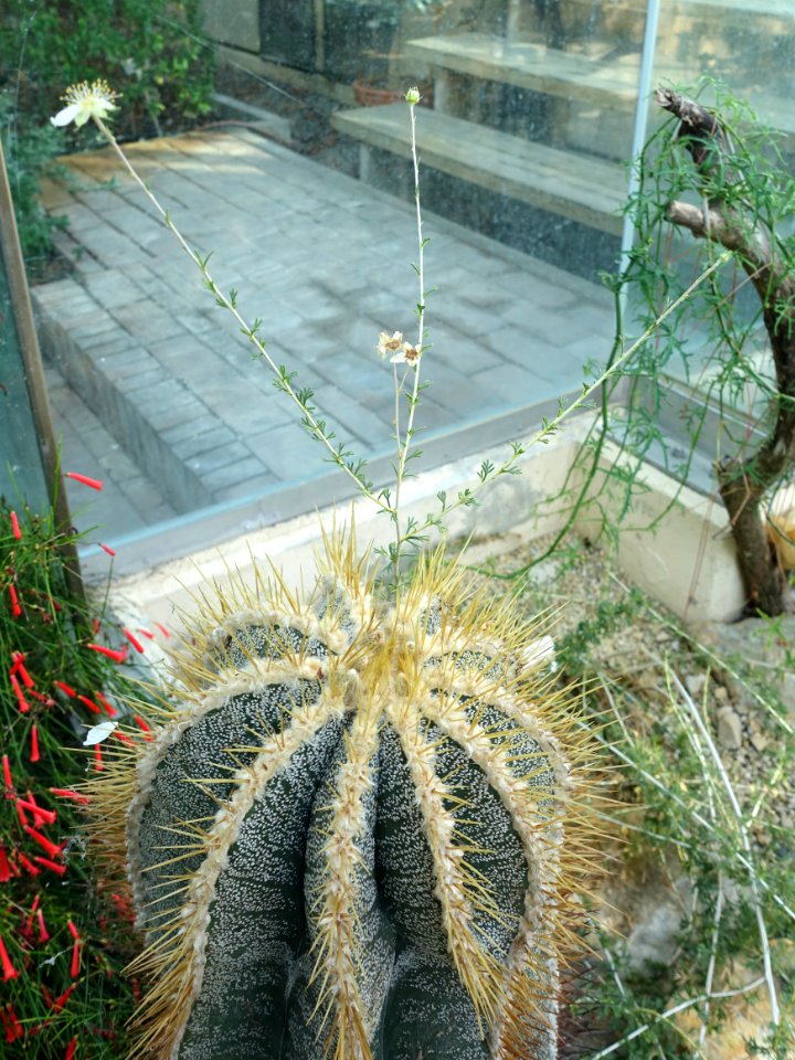 Astrophytum ornatum - Bergianska trädgården - Stockholm, Sweden - DSC00463