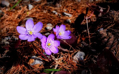 Wildflowers mountain forest
