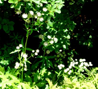 Astrantia major - Asticou Azalea Garden - Northeast Harbor, Maine - DSC03512