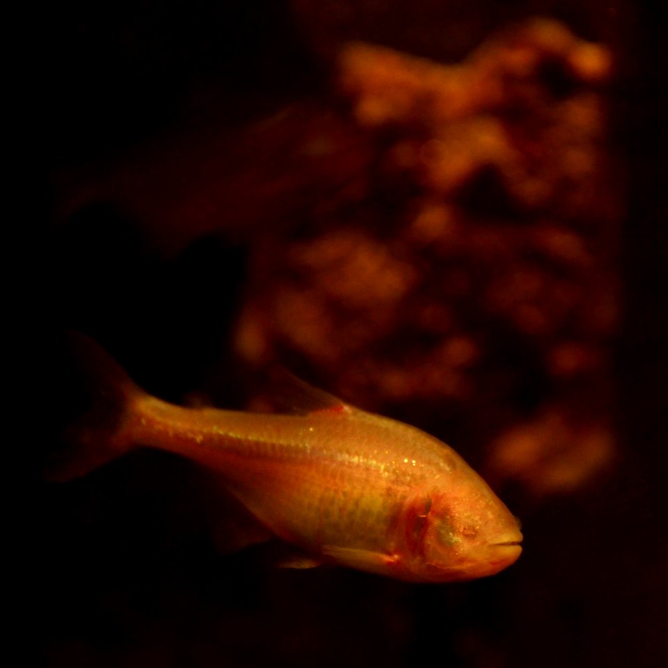 Astyanax jordani Tétra aveugle Aquarium Liège 30012016 02