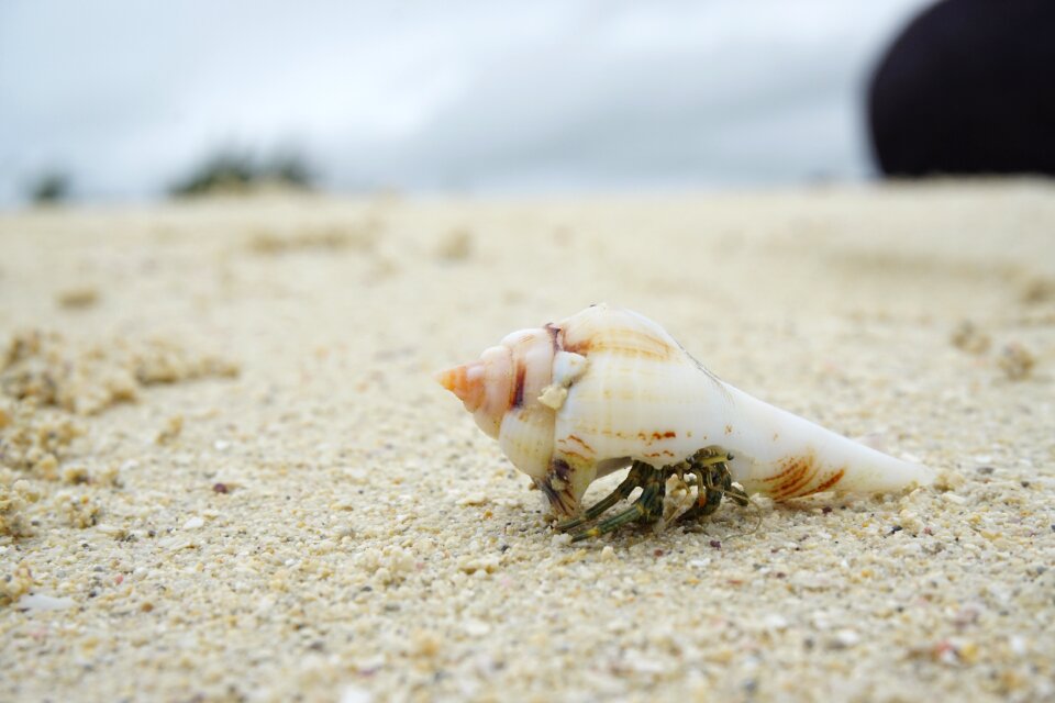 Meeresbewohner nature sea animals