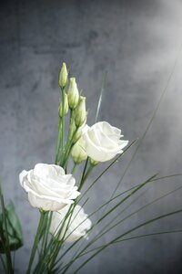 Bloom white white flower photo