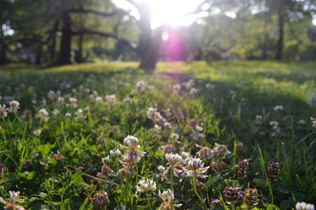 Tree field nature photo