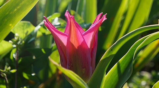 Tulip green foliage photo
