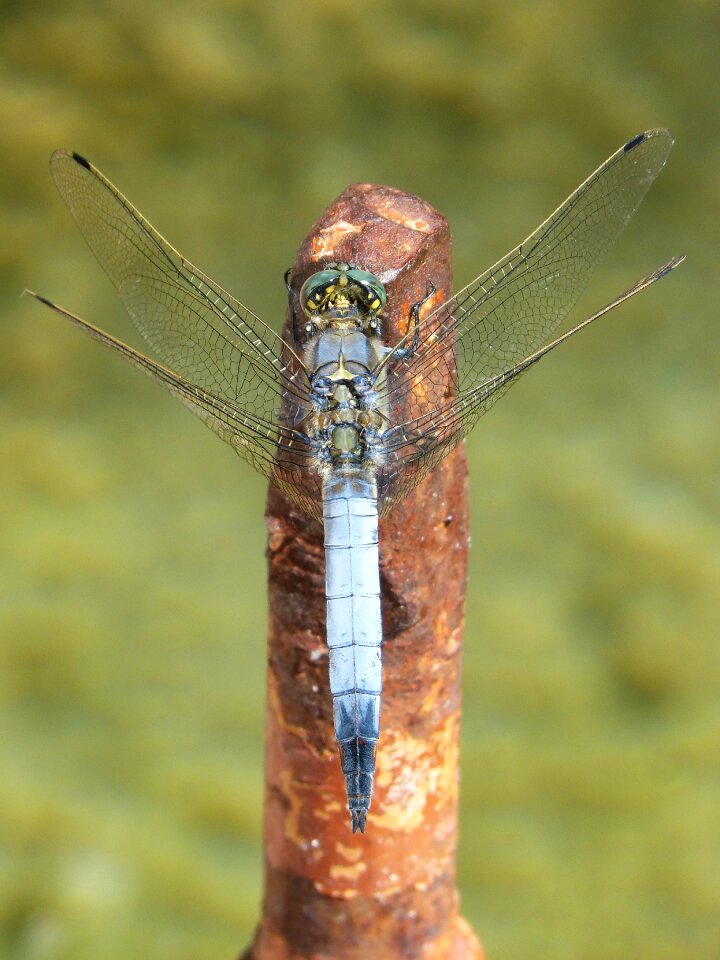 Raft orthetrum cancellatum detail