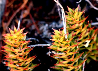 Astroloba spirella - Laingsburg SA