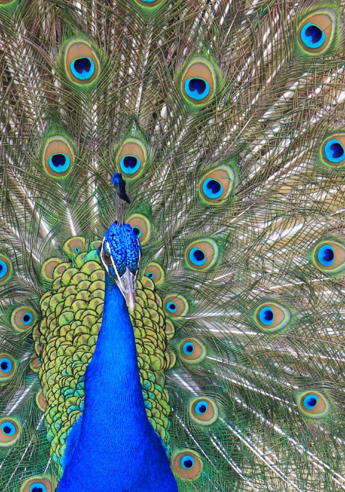 Colour colorful blue