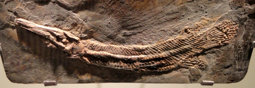 Atractosteus strausi (Kinkelin), gar fish, Eocene, Messel Formation, Messel, Hesse, Germany - Houston Museum of Natural Science - DSC01960
