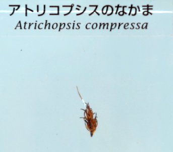 Atrichopsis compressa - National Museum of Nature and Science, Tokyo - DSC07604
