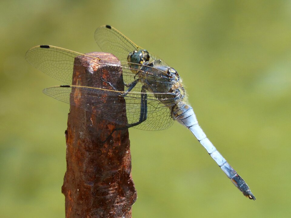 Orthetrum cancellatum iron winged insect