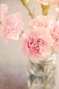 Pink flowers carnation pink tender