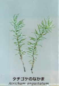 Atrichum angustatum - National Museum of Nature and Science, Tokyo - DSC07597