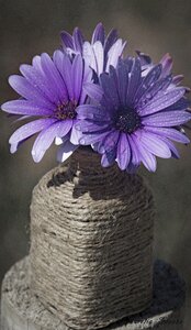 Flower purple flower spring