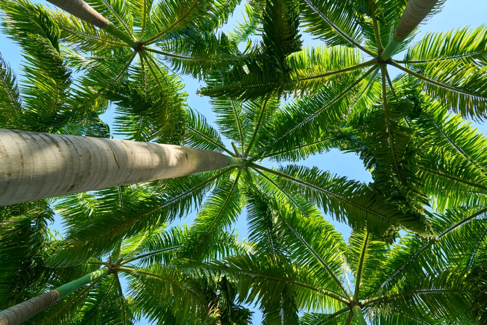 Plant nature leaves