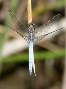 Orthetrum cancellatum stem winged insect photo