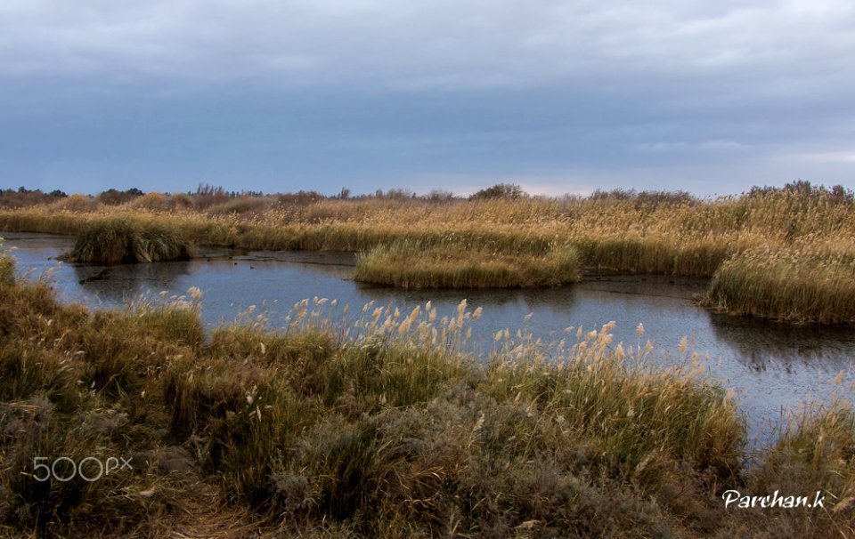Azraq Wetland Reserve (186671233)