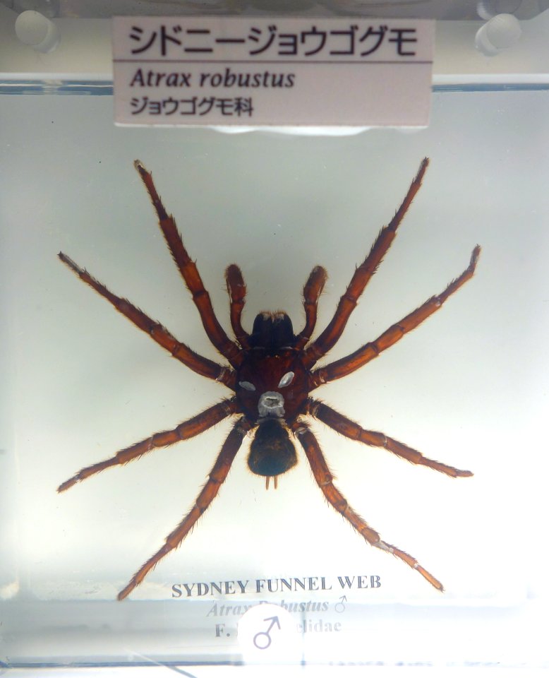 Atrax robustus - National Museum of Nature and Science, Tokyo - DSC07143