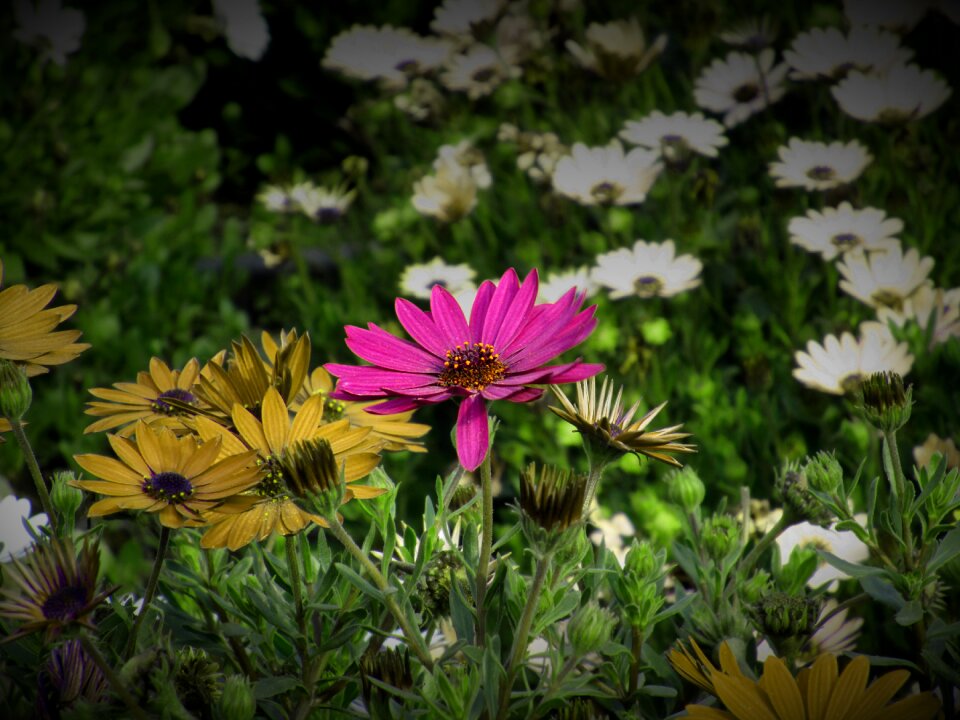 Flowery nature plants