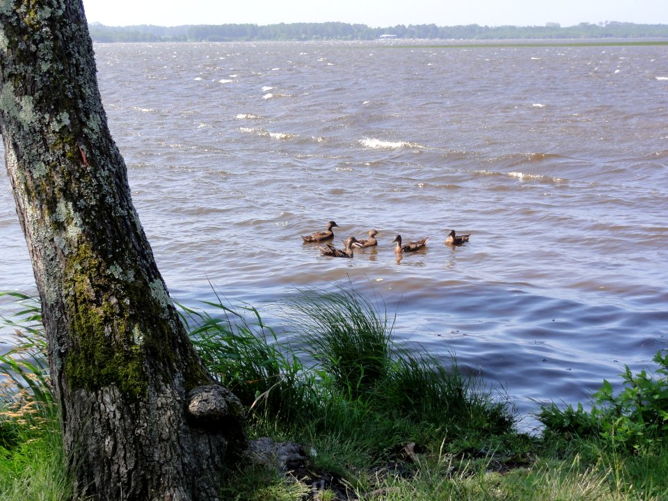 Azur (Landes) étang de Soustons (010
