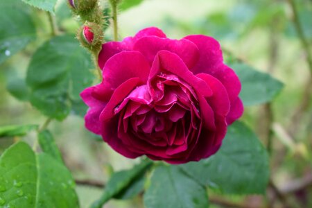 Flower garden pink rose photo